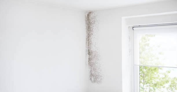 Best Mold Prevention Services  in Higginsville, MO