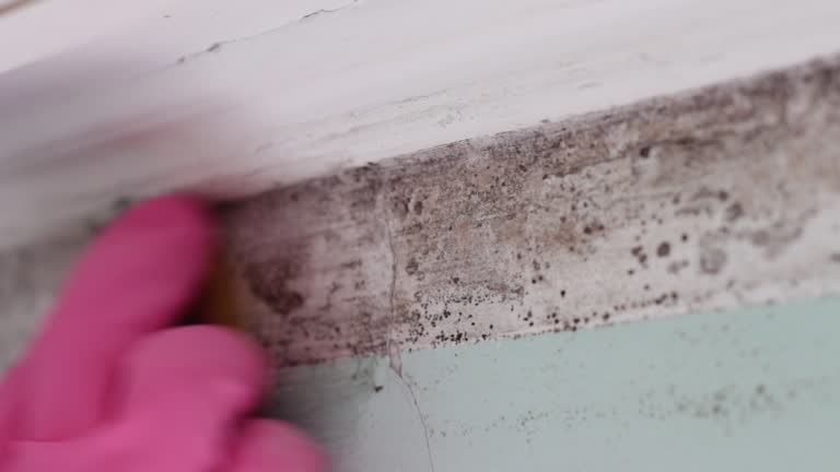 Best Post-Remediation Verification Testing  in Higginsville, MO